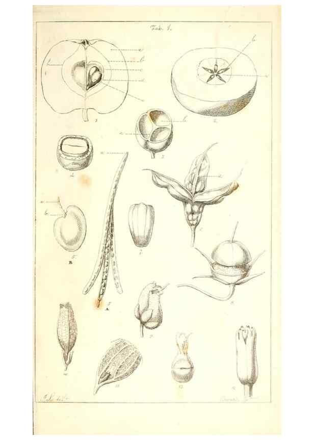 Reproducción/Reproduction 48637040136: Observations on the structure of fruits and seeds /. London :John Harding,1819.. 