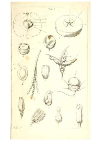 Reproducción/Reproduction 48637040136: Observations on the structure of fruits and seeds /. London :John Harding,1819.. 