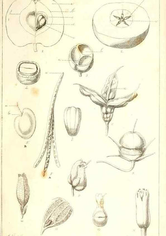 Reproducción/Reproduction 48637040136: Observations on the structure of fruits and seeds /. London :John Harding,1819.. 