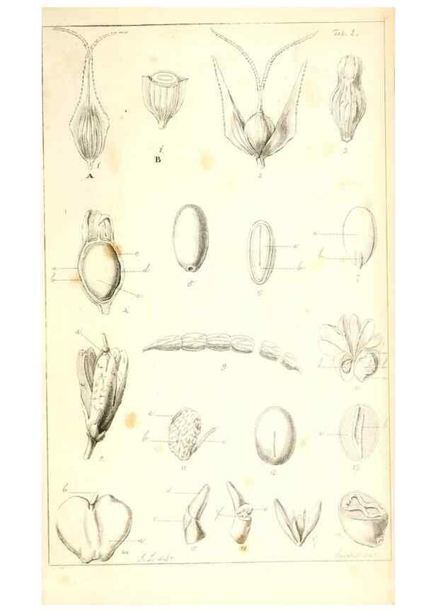 Reproducción/Reproduction 48637181922: Observations on the structure of fruits and seeds /. London :John Harding,1819.. 