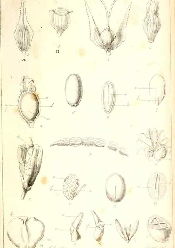 Reproducción/Reproduction 48637181922: Observations on the structure of fruits and seeds /. London :John Harding,1819.. 