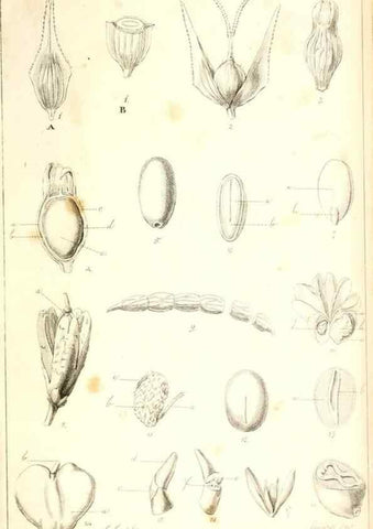 Reproducción/Reproduction 48637181922: Observations on the structure of fruits and seeds /. London :John Harding,1819.. 