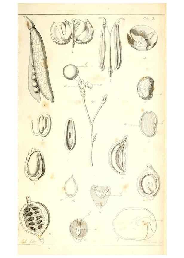 Reproducción/Reproduction 48637040901: Observations on the structure of fruits and seeds /. London :John Harding,1819.. 
