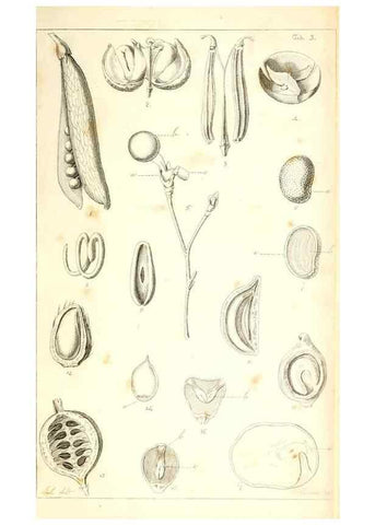 Reproducción/Reproduction 48637040901: Observations on the structure of fruits and seeds /. London :John Harding,1819.. 