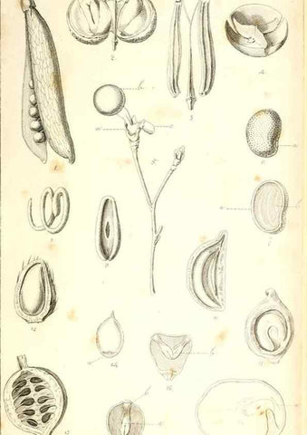 Reproducción/Reproduction 48637040901: Observations on the structure of fruits and seeds /. London :John Harding,1819.. 