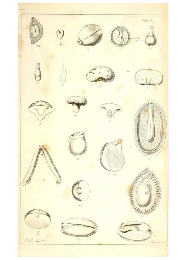 Reproducción/Reproduction 48637041271: Observations on the structure of fruits and seeds /. London :John Harding,1819.. 