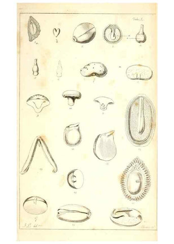Reproducción/Reproduction 48637041271: Observations on the structure of fruits and seeds /. London :John Harding,1819.. 