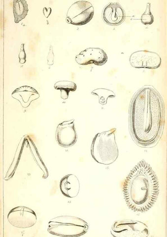 Reproducción/Reproduction 48637041271: Observations on the structure of fruits and seeds /. London :John Harding,1819.. 