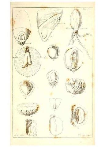 Reproducción/Reproduction 48637041626: Observations on the structure of fruits and seeds /. London :John Harding,1819.. 