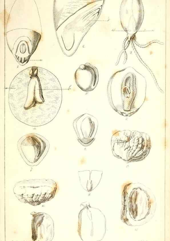 Reproducción/Reproduction 48637041626: Observations on the structure of fruits and seeds /. London :John Harding,1819.. 