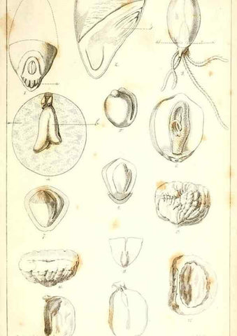 Reproducción/Reproduction 48637041626: Observations on the structure of fruits and seeds /. London :John Harding,1819.. 