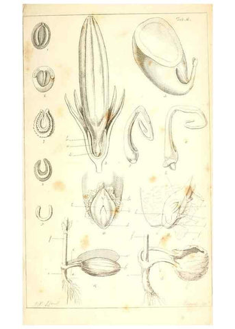Reproducción/Reproduction 48637042066: Observations on the structure of fruits and seeds /. London :John Harding,1819.. 