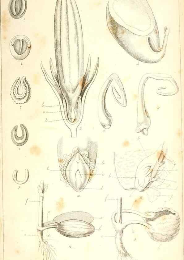 Reproducción/Reproduction 48637042066: Observations on the structure of fruits and seeds /. London :John Harding,1819.. 