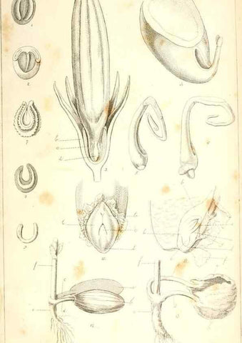 Reproducción/Reproduction 48637042066: Observations on the structure of fruits and seeds /. London :John Harding,1819.. 