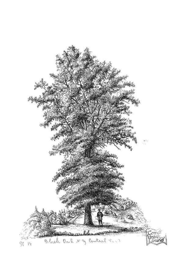 Reproducción/Reproduction 48637124166: The trees of America.. Boston,W. White[1855-58]. 