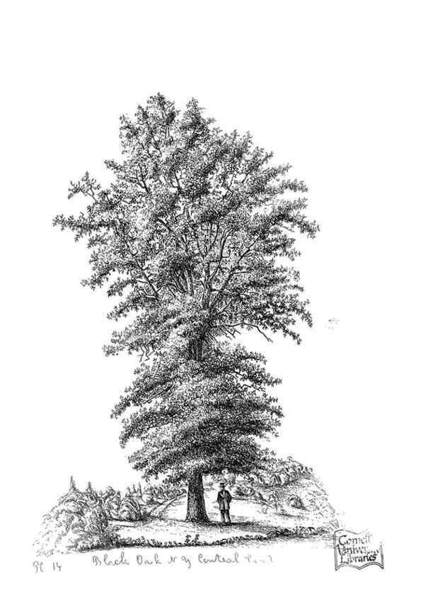Reproducción/Reproduction 48637124166: The trees of America.. Boston,W. White[1855-58]. 