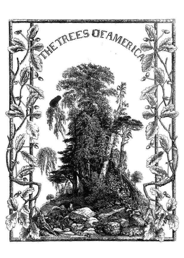 Reproducción/Reproduction 48637124691: The trees of America.. Boston,W. White[1855-58]. 