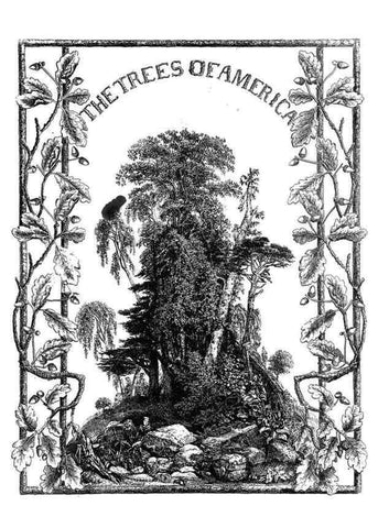 Reproducción/Reproduction 48637124691: The trees of America.. Boston,W. White[1855-58]. 