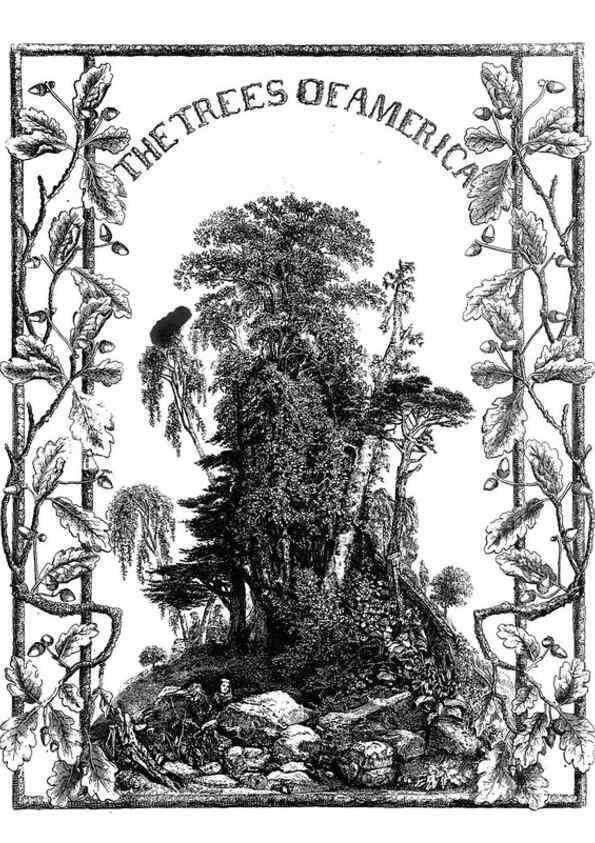 Reproducción/Reproduction 48637124691: The trees of America.. Boston,W. White[1855-58]. 