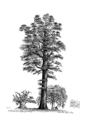 Reproducción/Reproduction 48636772703: The trees of America.. Boston,W. White[1855-58]. 