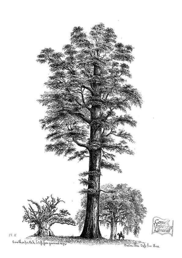 Reproducción/Reproduction 48636772703: The trees of America.. Boston,W. White[1855-58]. 