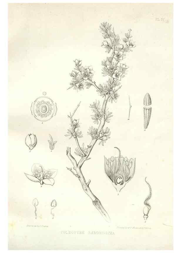 Reproducción/Reproduction 48636624083: Plantæ frémontianæ, or, Descriptions of plants collected by Col. J. C. Frémont in California /. Washington, D.C. :Smithsonian Institution,1853. 