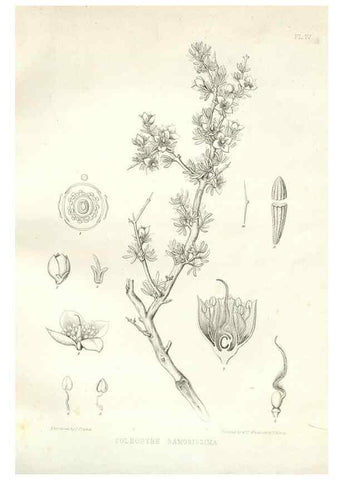 Reproducción/Reproduction 48636624083: Plantæ frémontianæ, or, Descriptions of plants collected by Col. J. C. Frémont in California /. Washington, D.C. :Smithsonian Institution,1853. 