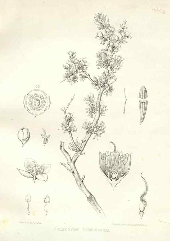 Reproducción/Reproduction 48636624083: Plantæ frémontianæ, or, Descriptions of plants collected by Col. J. C. Frémont in California /. Washington, D.C. :Smithsonian Institution,1853. 