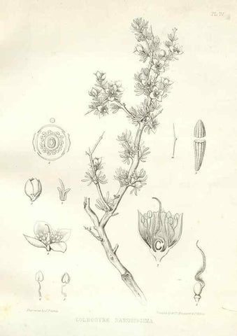 Reproducción/Reproduction 48636624083: Plantæ frémontianæ, or, Descriptions of plants collected by Col. J. C. Frémont in California /. Washington, D.C. :Smithsonian Institution,1853. 