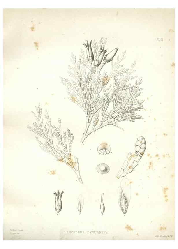 Reproducción/Reproduction 48636977106: Plantæ frémontianæ, or, Descriptions of plants collected by Col. J. C. Frémont in California /. Washington, D.C. :Smithsonian Institution,1853. 