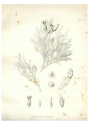 Reproducción/Reproduction 48636977106: Plantæ frémontianæ, or, Descriptions of plants collected by Col. J. C. Frémont in California /. Washington, D.C. :Smithsonian Institution,1853. 