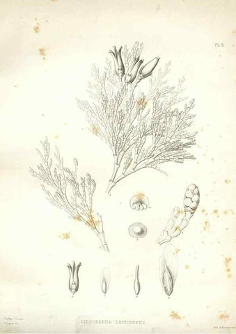 Reproducción/Reproduction 48636977106: Plantæ frémontianæ, or, Descriptions of plants collected by Col. J. C. Frémont in California /. Washington, D.C. :Smithsonian Institution,1853. 