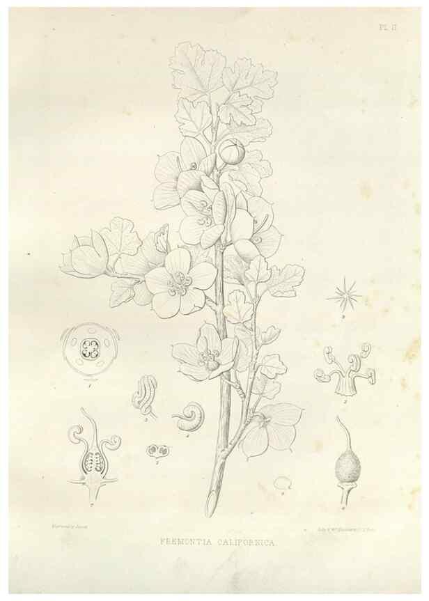 Reproducción/Reproduction 48636976781: Plantæ frémontianæ, or, Descriptions of plants collected by Col. J. C. Frémont in California /. Washington, D.C. :Smithsonian Institution,1853. 