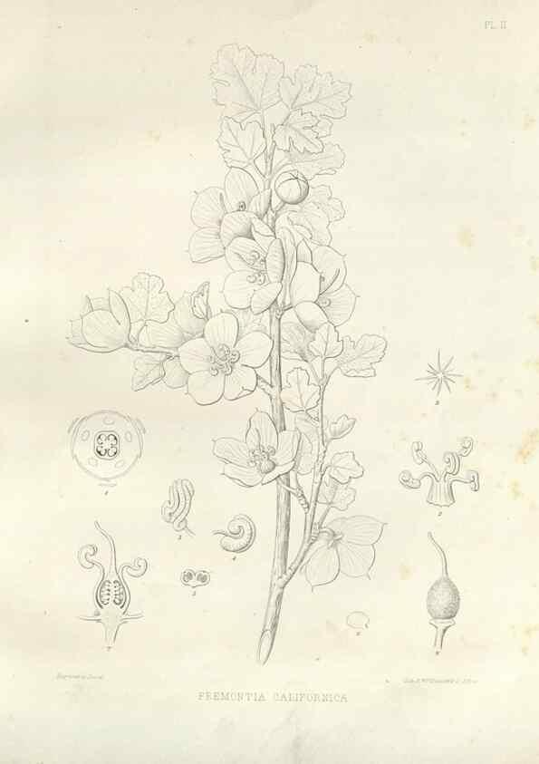 Reproducción/Reproduction 48636976781: Plantæ frémontianæ, or, Descriptions of plants collected by Col. J. C. Frémont in California /. Washington, D.C. :Smithsonian Institution,1853. 