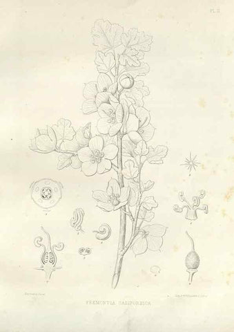 Reproducción/Reproduction 48636976781: Plantæ frémontianæ, or, Descriptions of plants collected by Col. J. C. Frémont in California /. Washington, D.C. :Smithsonian Institution,1853. 