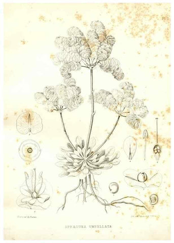 Reproducción/Reproduction 48636976476: Plantæ frémontianæ, or, Descriptions of plants collected by Col. J. C. Frémont in California /. Washington, D.C. :Smithsonian Institution,1853. 