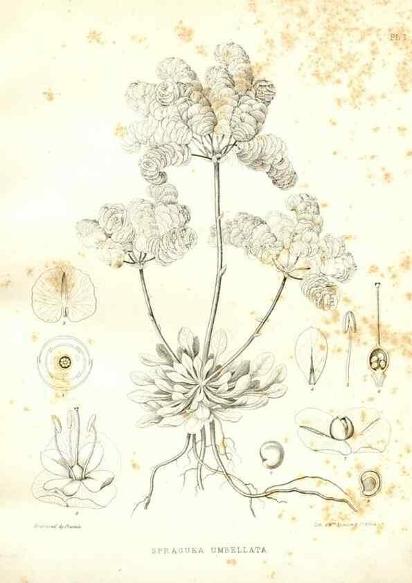 Reproducción/Reproduction 48636976476: Plantæ frémontianæ, or, Descriptions of plants collected by Col. J. C. Frémont in California /. Washington, D.C. :Smithsonian Institution,1853. 