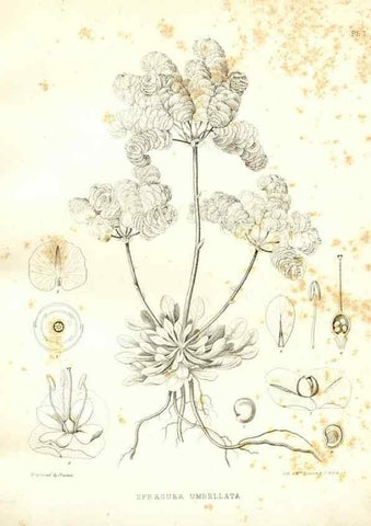 Reproducción/Reproduction 48636976476: Plantæ frémontianæ, or, Descriptions of plants collected by Col. J. C. Frémont in California /. Washington, D.C. :Smithsonian Institution,1853. 