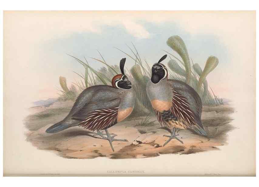Reproducción/Reproduction 48637057342: A monograph of the Odontophorinæ, or, Partridges of America. London :Printed by Richard and John E. Taylor :1850.. 