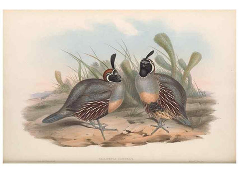 Reproducción/Reproduction 48637057342: A monograph of the Odontophorinæ, or, Partridges of America. London :Printed by Richard and John E. Taylor :1850.. 