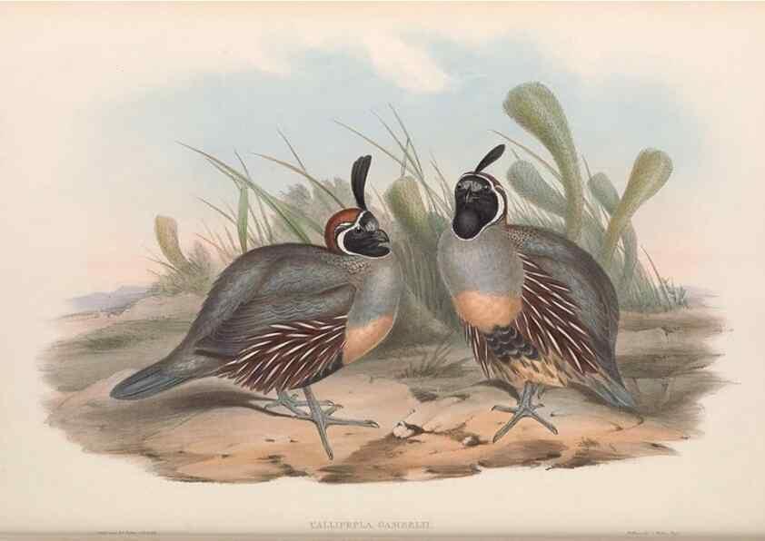 Reproducción/Reproduction 48637057342: A monograph of the Odontophorinæ, or, Partridges of America. London :Printed by Richard and John E. Taylor :1850.. 