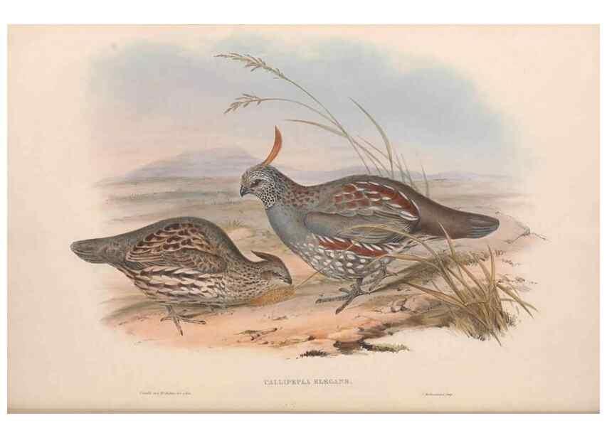 Reproducción/Reproduction 48637057607: A monograph of the Odontophorinæ, or, Partridges of America. London :Printed by Richard and John E. Taylor :1850.. 