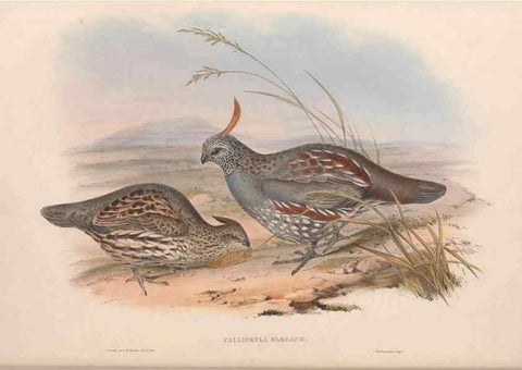 Reproducción/Reproduction 48637057607: A monograph of the Odontophorinæ, or, Partridges of America. London :Printed by Richard and John E. Taylor :1850.. 