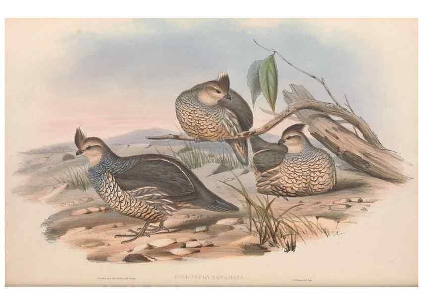 Reproducción/Reproduction 48636916371: A monograph of the Odontophorinæ, or, Partridges of America. London :Printed by Richard and John E. Taylor :1850.. 