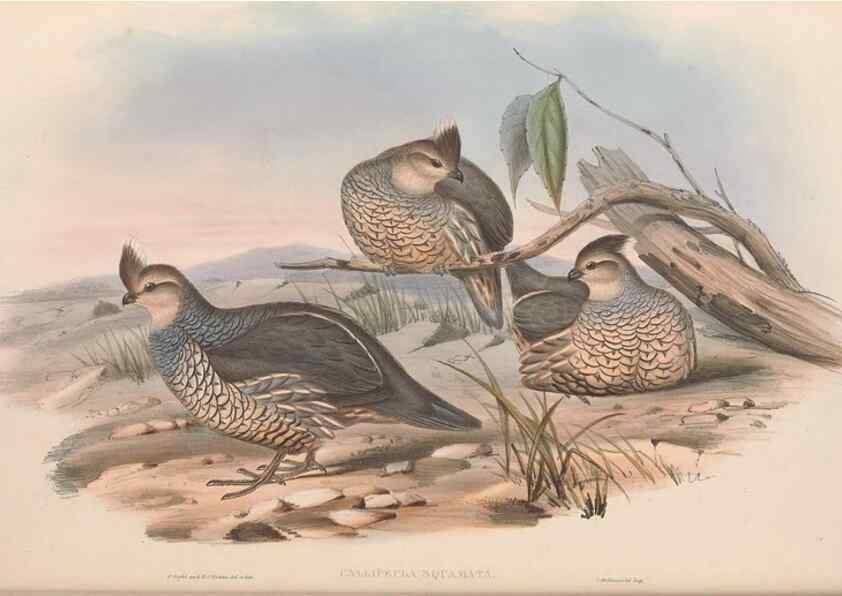 Reproducción/Reproduction 48636916371: A monograph of the Odontophorinæ, or, Partridges of America. London :Printed by Richard and John E. Taylor :1850.. 