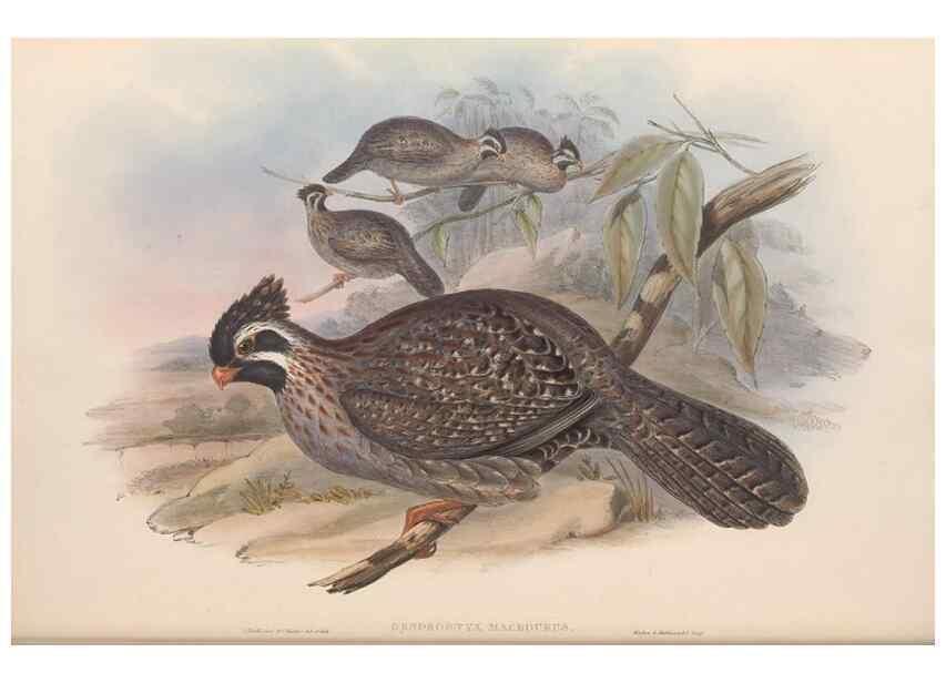 Reproducción/Reproduction 48636916806: A monograph of the Odontophorinæ, or, Partridges of America. London :Printed by Richard and John E. Taylor :1850.. 