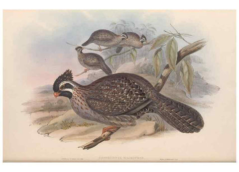 Reproducción/Reproduction 48636916806: A monograph of the Odontophorinæ, or, Partridges of America. London :Printed by Richard and John E. Taylor :1850.. 
