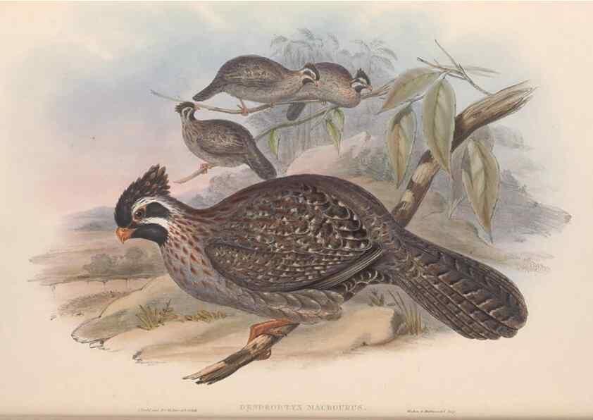 Reproducción/Reproduction 48636916806: A monograph of the Odontophorinæ, or, Partridges of America. London :Printed by Richard and John E. Taylor :1850.. 