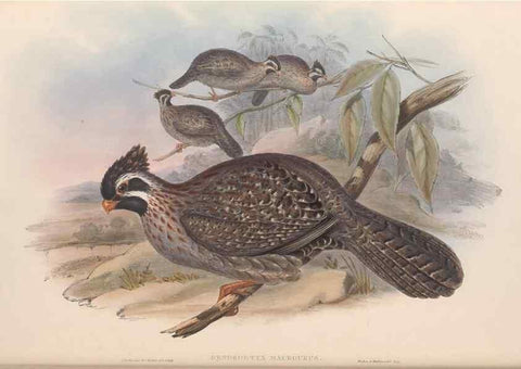 Reproducción/Reproduction 48636916806: A monograph of the Odontophorinæ, or, Partridges of America. London :Printed by Richard and John E. Taylor :1850.. 