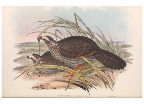 Reproducción/Reproduction 48637058992: A monograph of the Odontophorinæ, or, Partridges of America. London :Printed by Richard and John E. Taylor :1850.. 